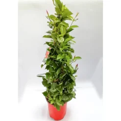Mandevilla Pyramide Topf Durchmesser 17 cm ^ Plantiflor Best