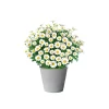 Margeritenbusch weiß im Topf Durchmesser 18 cm ^ Plantiflor Clearance