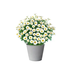 Margeritenbusch weiß im Topf Durchmesser 18 cm ^ Plantiflor Clearance