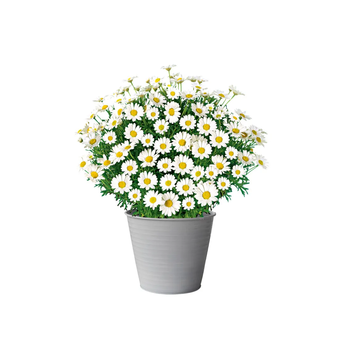 Margeritenbusch weiß im Topf Durchmesser 18 cm ^ Plantiflor Clearance