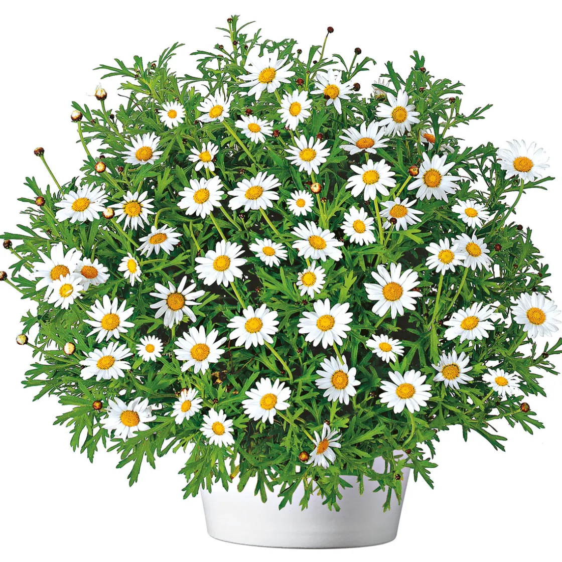 Margeritenbusch weiß im Topf Durchmesser 18 cm ^ Plantiflor Clearance