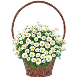Margeritenbusch weiß im Topf Durchmesser 18 cm ^ Plantiflor Clearance