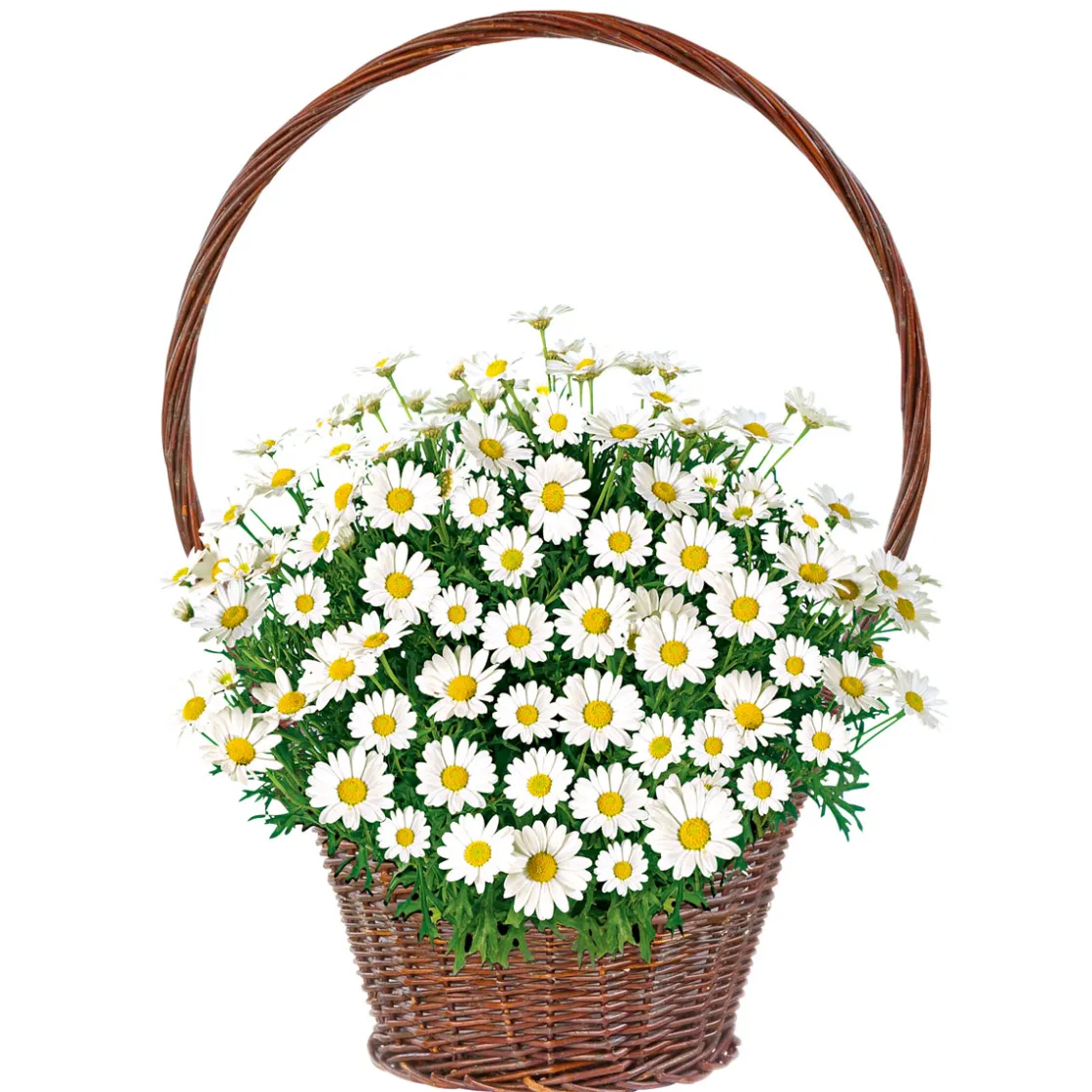 Margeritenbusch weiß im Topf Durchmesser 18 cm ^ Plantiflor Clearance