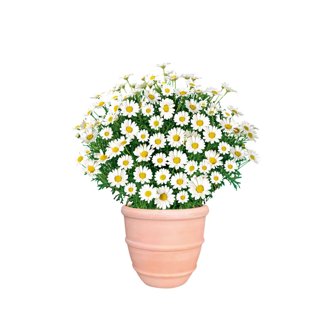 Margeritenbusch weiß im Topf Durchmesser 18 cm ^ Plantiflor Clearance