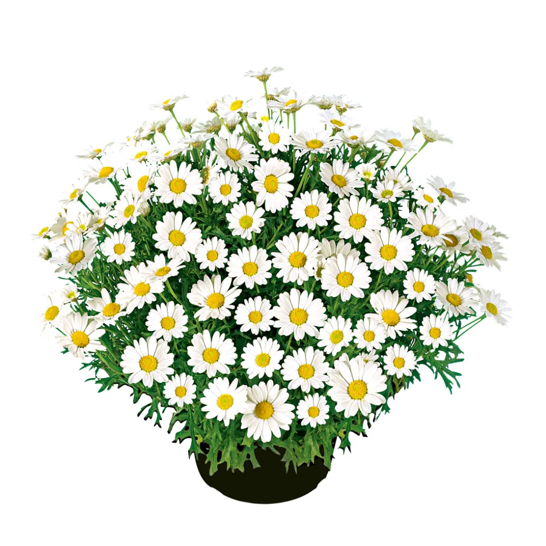 Margeritenbusch weiß im Topf Durchmesser 18 cm ^ Plantiflor Clearance