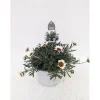 Marokko Margerite African Serie Topf Durchmesser 17 cm ^ Plantiflor Hot