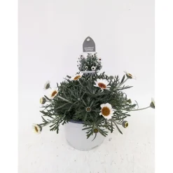 Marokko Margerite African Serie Topf Durchmesser 17 cm ^ Plantiflor Hot