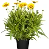Mädchenauge Topf Durchmesser 13 cm ^ Plantiflor Discount