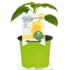 Meisterklasse Paprika gelb Satrapo Topf Durchmesser 11 cm ^ Plantiflor Discount