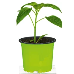 Meisterklasse Paprika gelb Satrapo Topf Durchmesser 11 cm ^ Plantiflor Discount