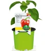 Meisterklasse Paprika rot Savio Topf Durchmesser 11 cm ^ Plantiflor Outlet