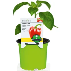 Meisterklasse Paprika rot Savio Topf Durchmesser 11 cm ^ Plantiflor Outlet
