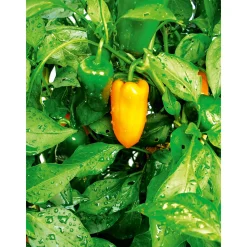 Meisterklasse Paprika rot Savio Topf Durchmesser 11 cm ^ Plantiflor Outlet