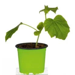 Meisterklasse Snackgurke Sultan Topf Durchmesser 11 cm ^ Plantiflor Discount