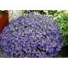 Männertreu Richardii Topf 13 cm ^ Plantiflor Outlet