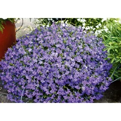 Männertreu Richardii Topf 13 cm ^ Plantiflor Outlet
