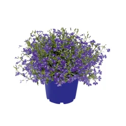 Männertreu Richardii Topf 13 cm ^ Plantiflor Outlet