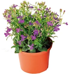 Männertreu Topf Durchmesser 10,5 cm ^ Plantiflor New