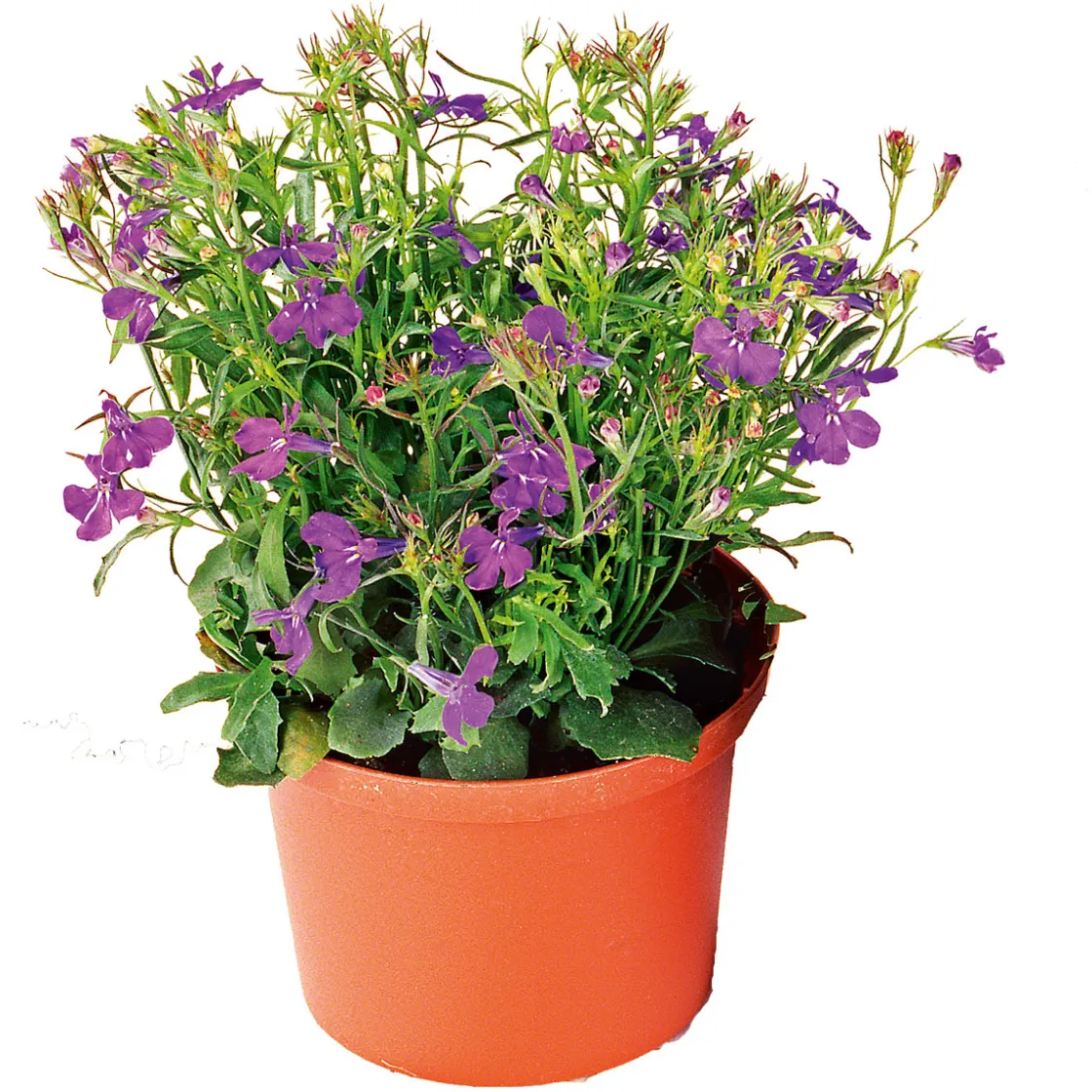 Männertreu Topf Durchmesser 10,5 cm ^ Plantiflor New