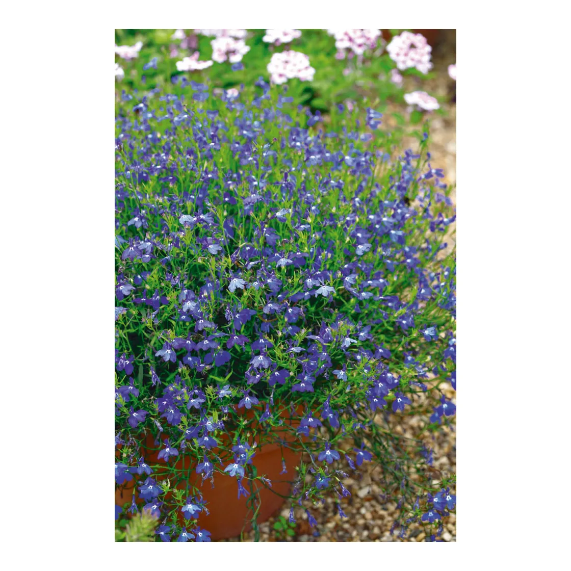 Männertreu Topf Durchmesser 10,5 cm ^ Plantiflor New