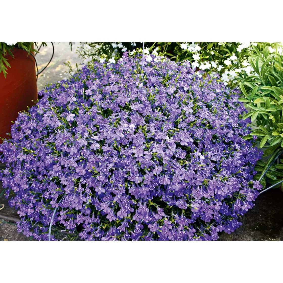 Männertreu Topf Durchmesser 10,5 cm ^ Plantiflor New