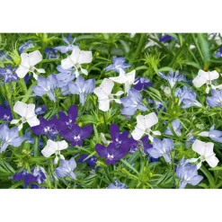 Männertreu Topf Durchmesser 10,5 cm ^ Plantiflor New