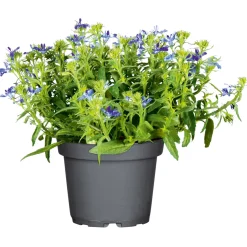 Männertreu Topf Durchmesser 10,5 cm ^ Plantiflor New