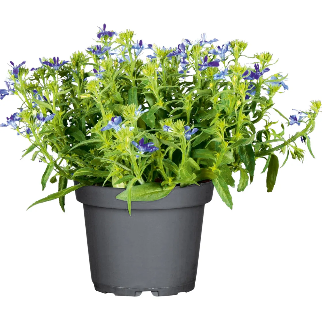 Männertreu Topf Durchmesser 10,5 cm ^ Plantiflor New