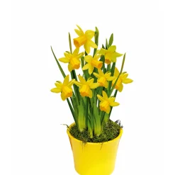 Narzissen 3 Zwiebeln im Topf Durchmesser 9 cm ^ Plantiflor Hot