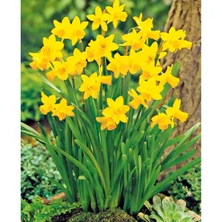 Narzissen 3 Zwiebeln im Topf Durchmesser 9 cm ^ Plantiflor Hot