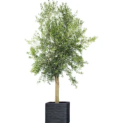 Oliven-Stamm im Topf Durchmesser 15 cm ^ Plantiflor Best