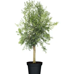 Oliven-Stamm im Topf Durchmesser 15 cm ^ Plantiflor Best