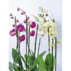 Orchideen-Mix 2-Trieber ^ Plantiflor New