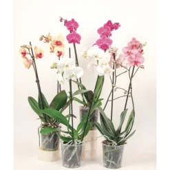 Orchideen-Mix 2-Trieber ^ Plantiflor New