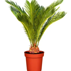 Palmfarn Topf Durchmesser 12 cm ^ Plantiflor Online