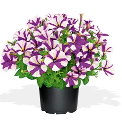 Petunia Topf Durchmesser 12 cm ^ Plantiflor Hot