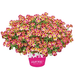 Petunia Topf Durchmesser 12 cm ^ Plantiflor Hot