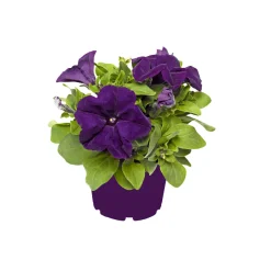 Petunie großblumig ton in ton T13 ^ Plantiflor