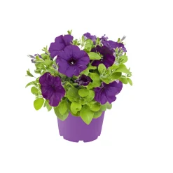 Petunie großblumig ton in ton T13 ^ Plantiflor