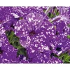 Petunie Night Sky Topf Durchmesser 12 cm ^ Plantiflor Clearance