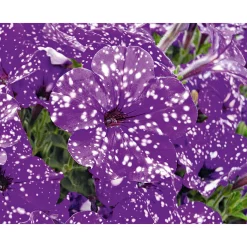 Petunie Night Sky Topf Durchmesser 12 cm ^ Plantiflor Clearance