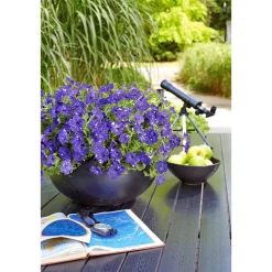 Petunie Night Sky Topf Durchmesser 12 cm ^ Plantiflor Clearance