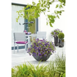 Petunie Night Sky Topf Durchmesser 12 cm ^ Plantiflor Clearance