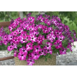 Petunie Sky Family Topf Durchmesser 12 cm ^ Plantiflor Best