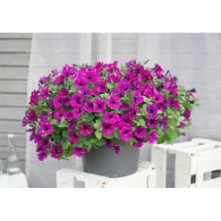 Petunie Sky Family Topf Durchmesser 12 cm ^ Plantiflor Best