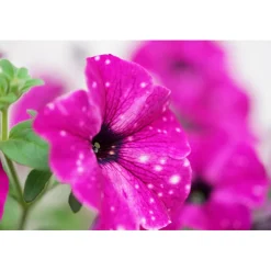 Petunie Sky Family Topf Durchmesser 12 cm ^ Plantiflor Best