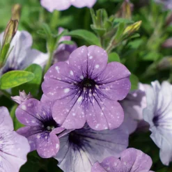 Petunie Sky Family Topf Durchmesser 12 cm ^ Plantiflor Best