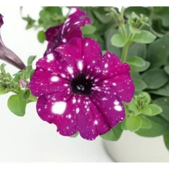 Petunie Sky Family Topf Durchmesser 12 cm ^ Plantiflor Best