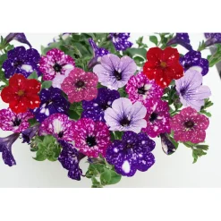 Petunie Sky Family Topf Durchmesser 12 cm ^ Plantiflor Best