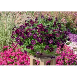 Petunie Sky Family Topf Durchmesser 12 cm ^ Plantiflor Best